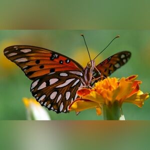 Vibrant Butterfly Art Print